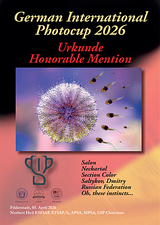 Honorable Mention