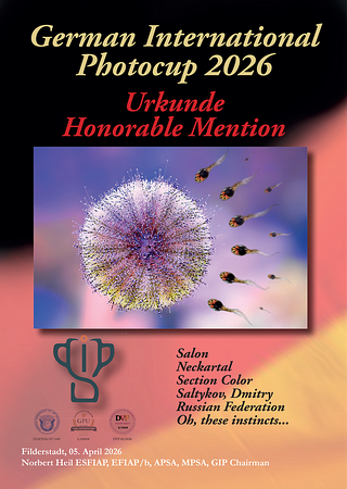 Сертификат Honorable Mention