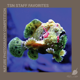 TSN NPC VII Favorites