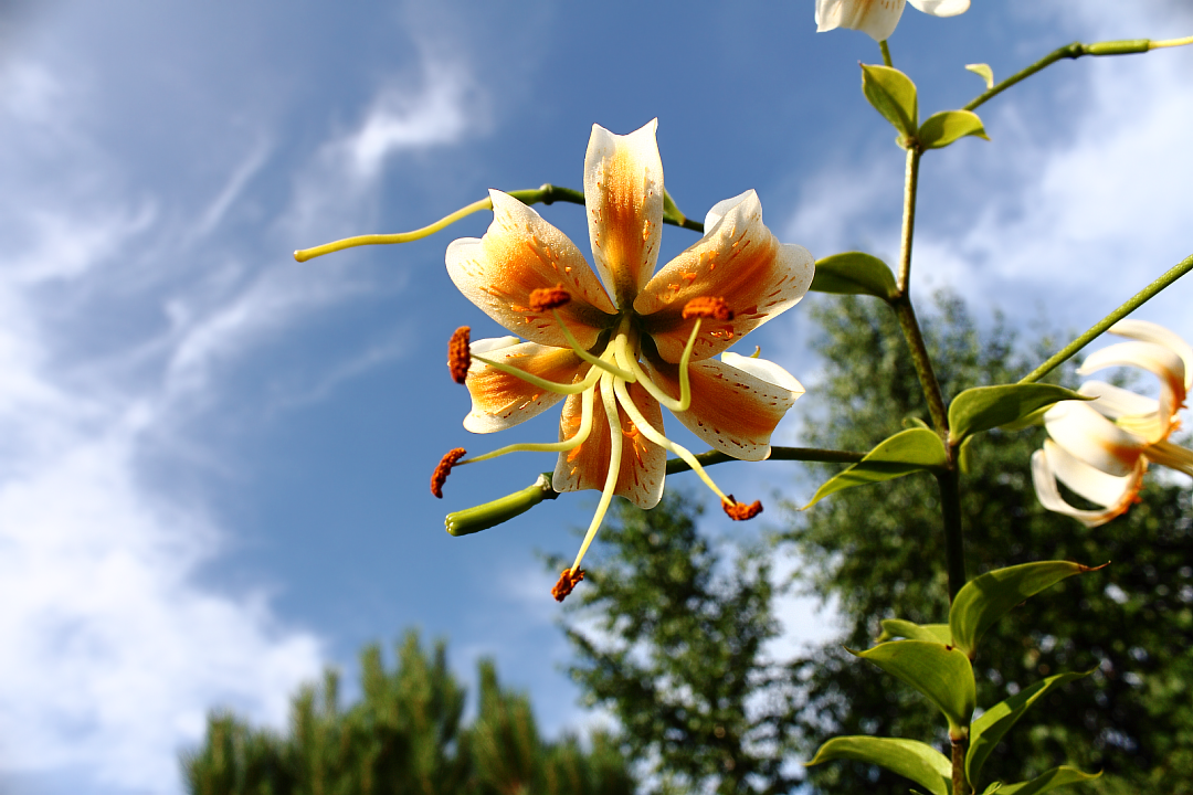 Гибрид лилии трубчатой и лилии Генри (Lilium)