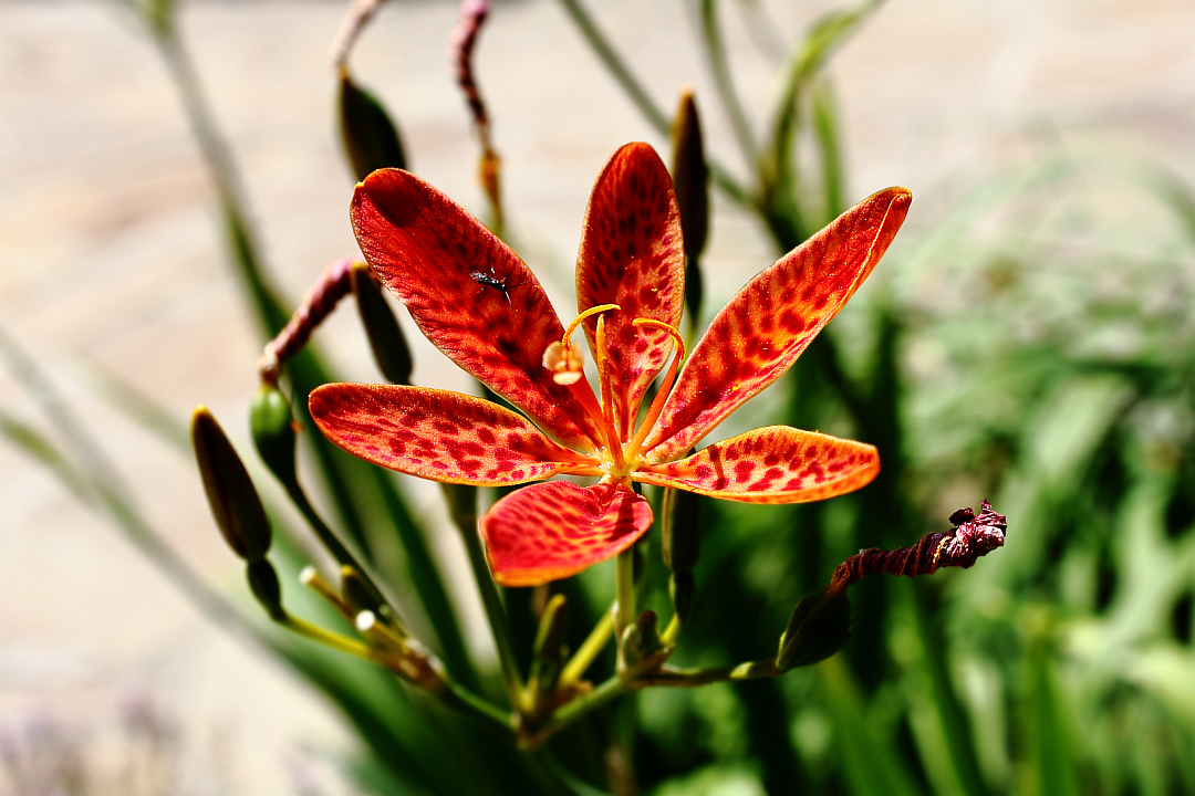 Красная садовая лилия (Lilium)