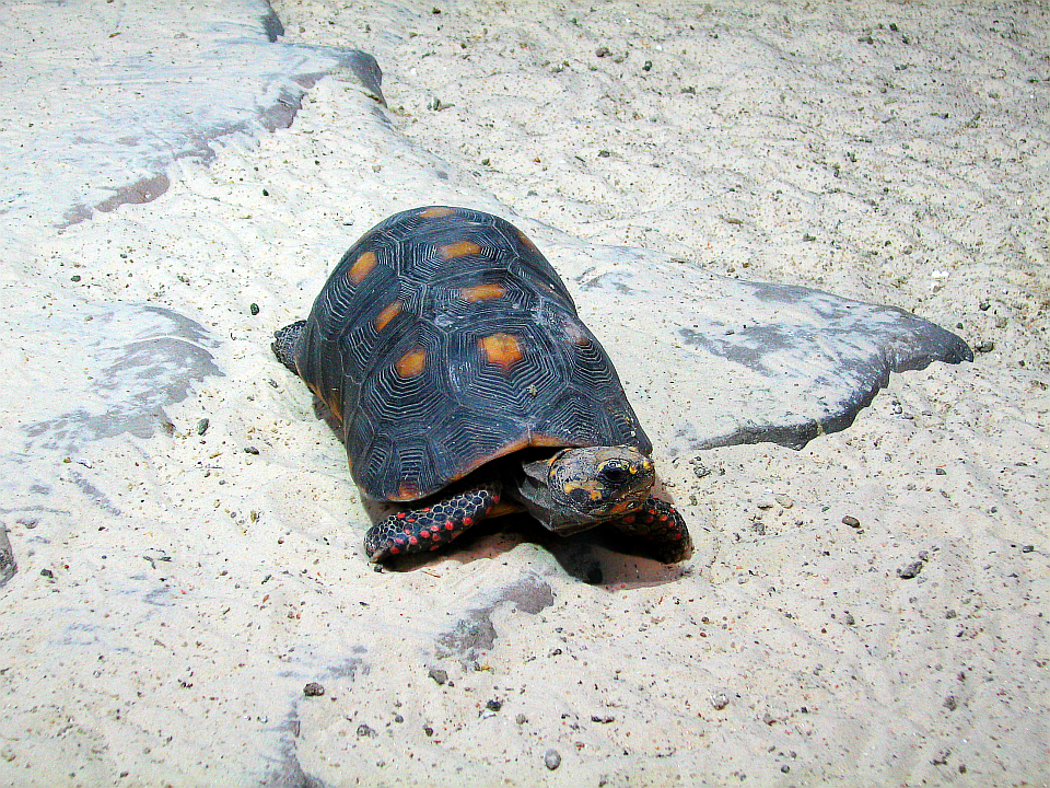 Угольная / красноногая сухопутная черепаха (Chelonoidis carbonaria, Testudinidae)