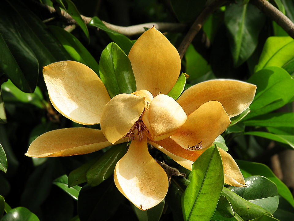 Цветок лекарственной магнолии (Magnolia officinalis)