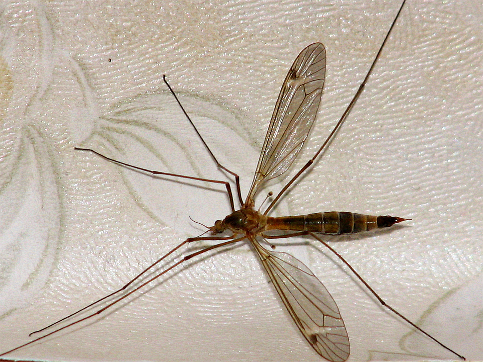 Вредная долгоножка (Mosquito - Tipula paludosa)