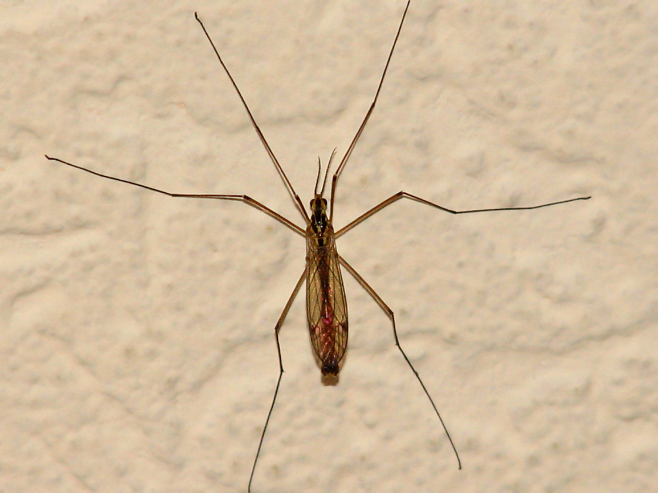 Комар долгоножка (Tipulidae mosquito)