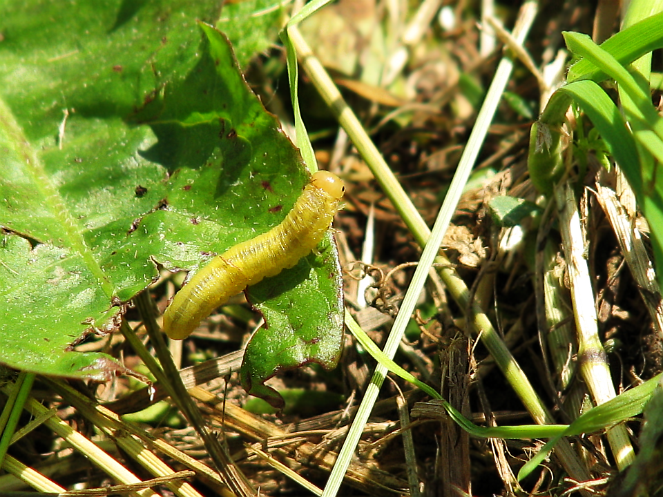 Листовертка разноцветная (Acleris variegana) в стадии гусеницы