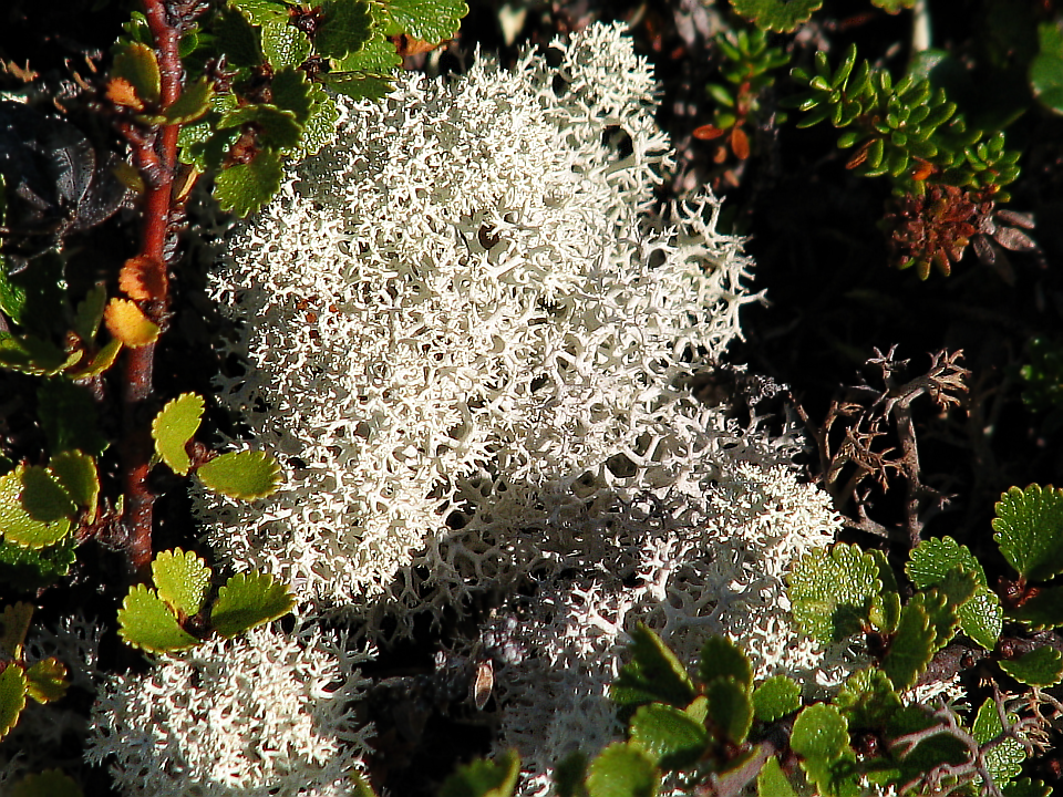 Семейство лишайников (Lichenes)