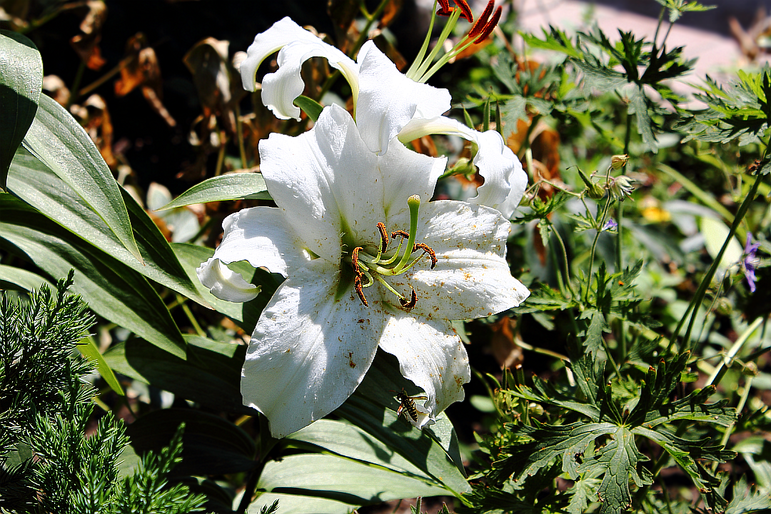 Белоснежная лилия (Lilium candidum)