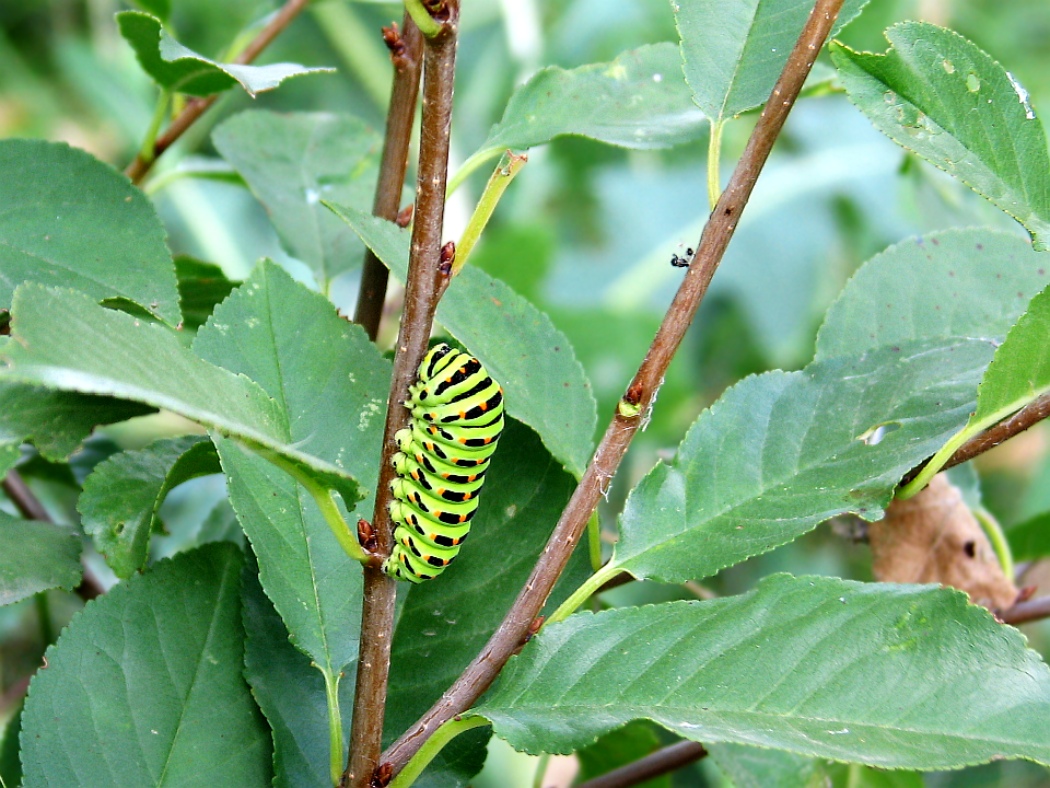 Гусеница бабочки Махаон (Papilio machaon)