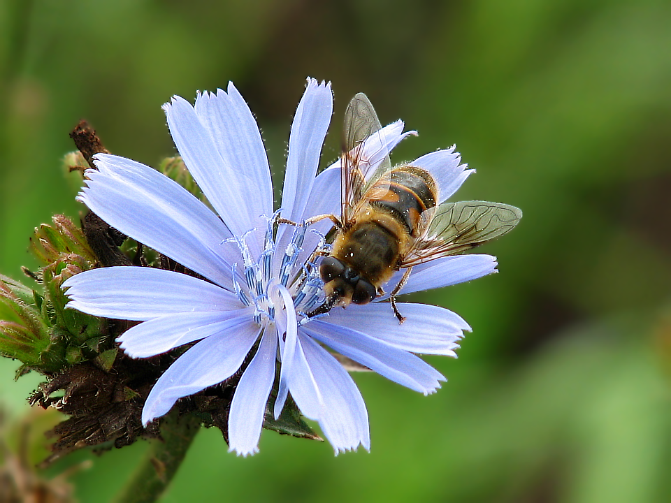 Пчела на цветке Цикория (Cichorium)