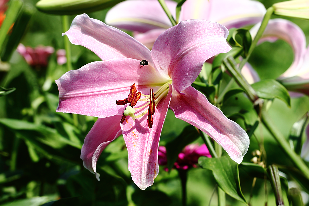 Розовая гибридная лилия (Lilium Hybrid)