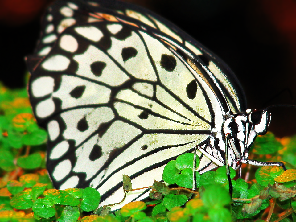 Белая бабочка нимфы дерева (Tree Nymph Butterfly)