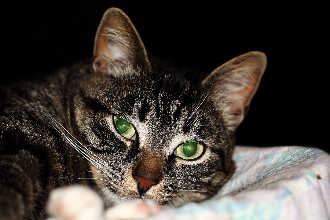 Короткошёрстная домашняя кошка породы Тойгер (Toyger)