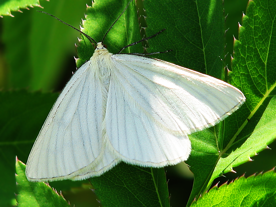 Пяденица белая толстобёдрая (Lithostege farinata)