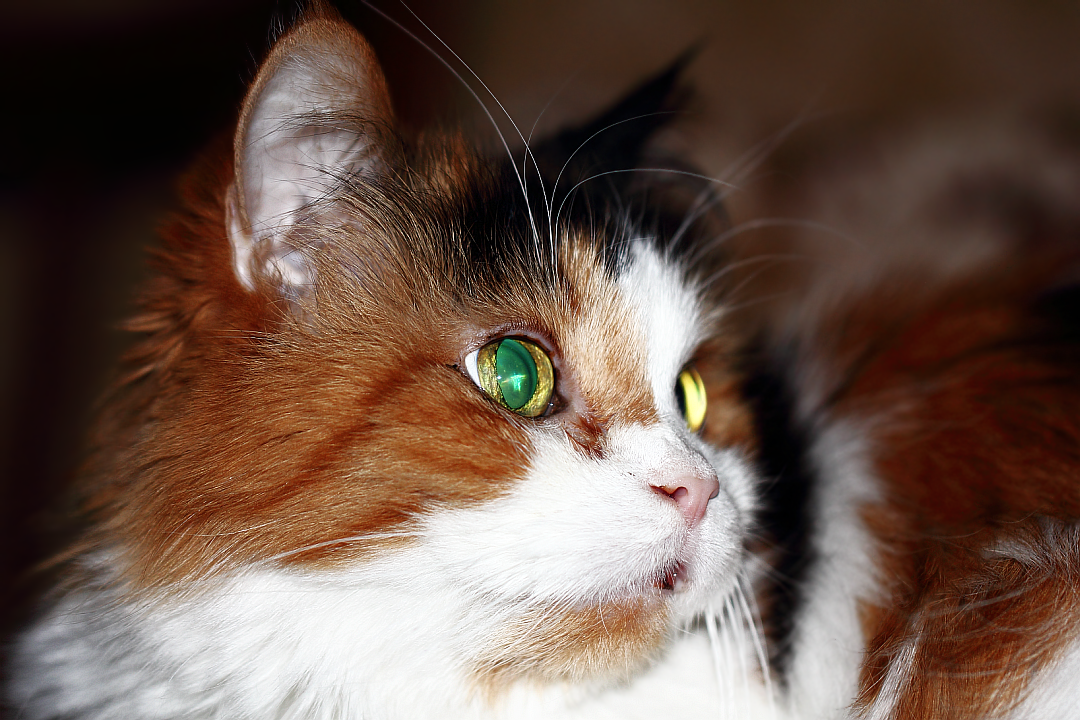 Домашняя трёхцветная (трёхшёрстная) кошка
