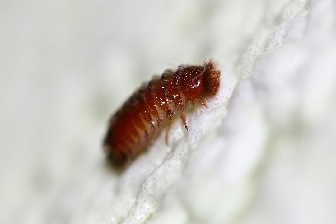 Личинка жука кожееда музейного (Anthrenus museorum)