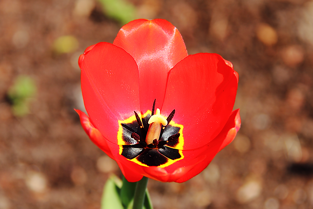 Красный тюльпан (Tulipa)