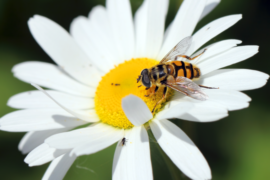 Дикая пчела (Anthophila) и муха (Muscidae)