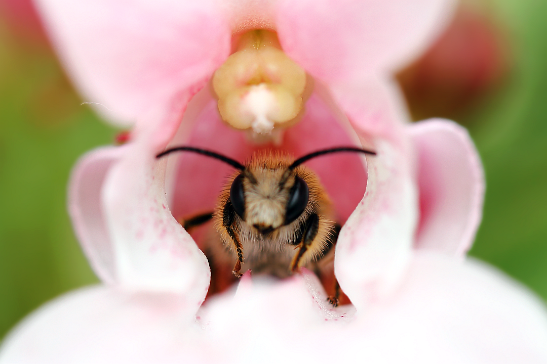 Дикая пчела (Anthophila) и бальзамин железконосный