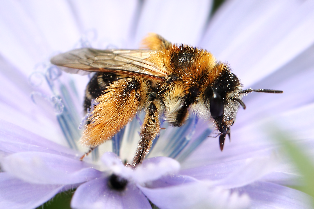Дикая пчела (Anthophila)