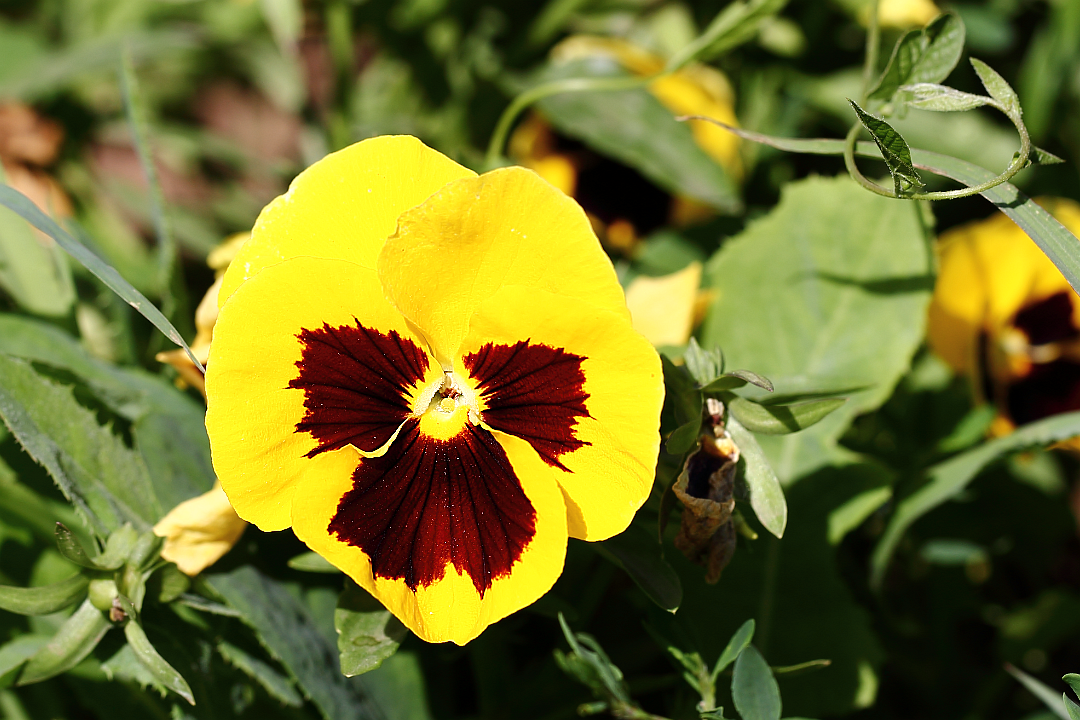 Фиалка (виола) жёлтая (Viola lutea), анютины глазки