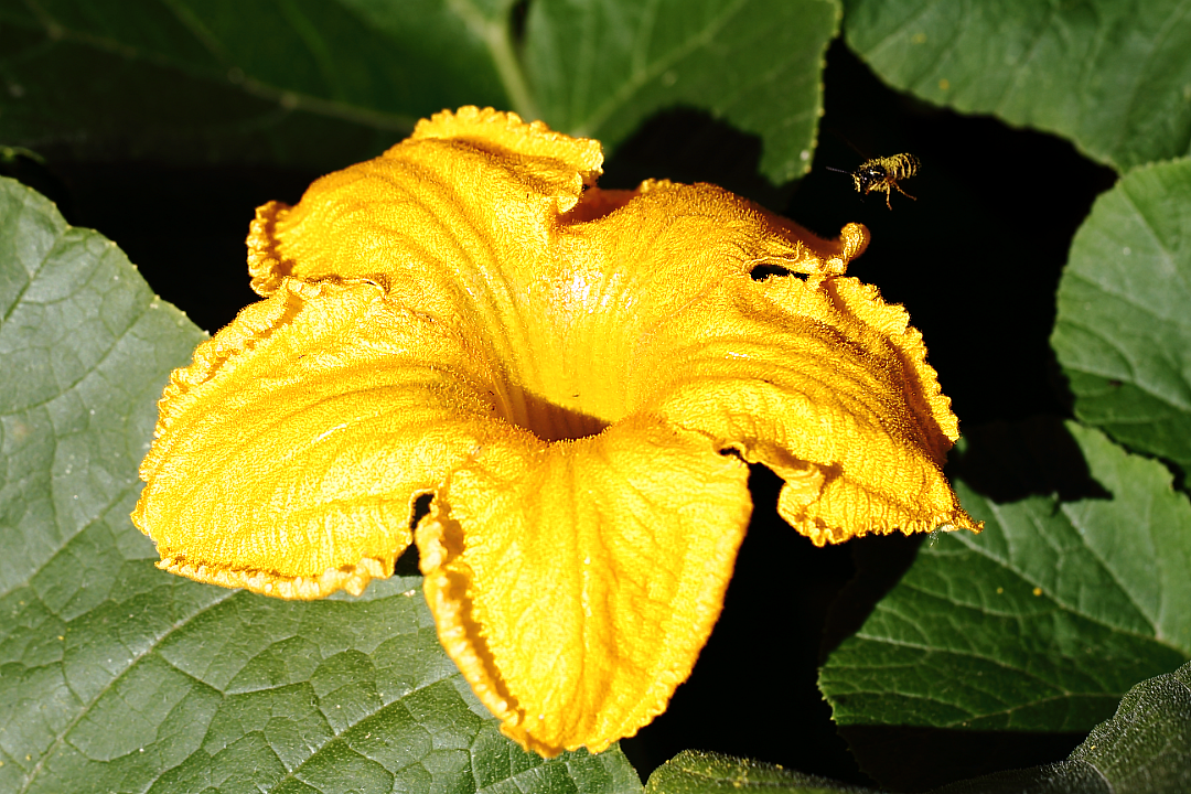 Цветок тыквы обыкновенной (Cucurbita pepo) и дикая пчела (Anthophila)