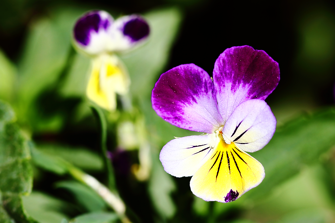 Фиалка (виола) трёхцветная (Viola tricolor), анютины глазки