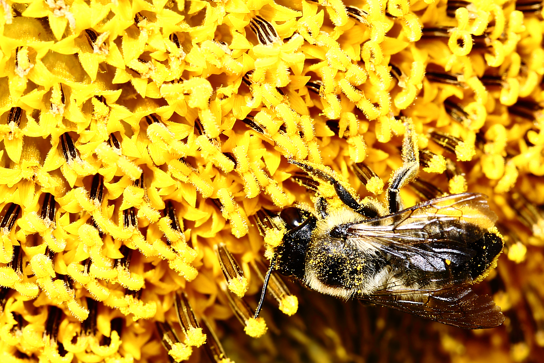 Дикая пчела (Anthophila) на декоративном подсолнухе
