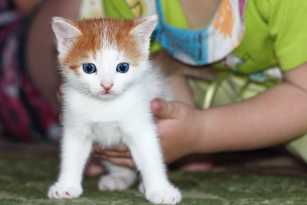 Голубоглазый рыже-белый котёнок