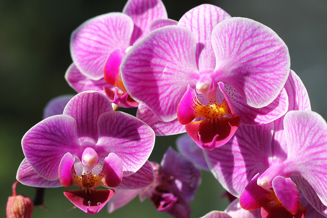 Орхидея фaленопсис гибридный (Phalaenopsis hybridum)