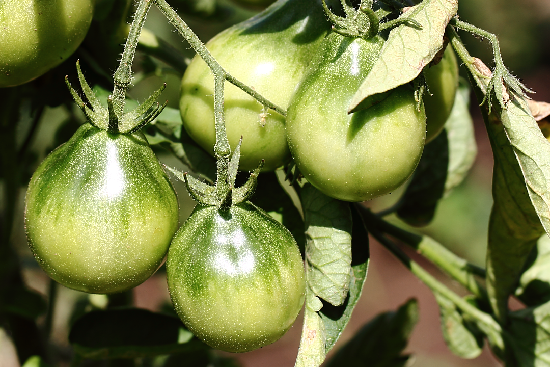 Зелёные (незрелые) помидоры, томаты (Solanum lycopersicum)