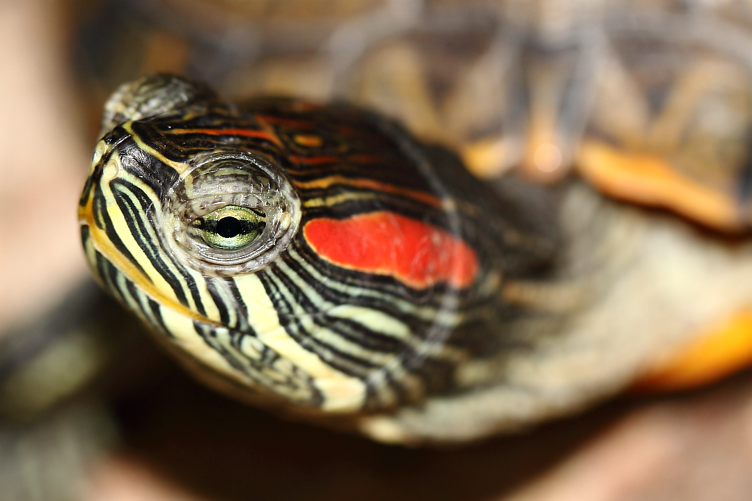 Красноухая черепаха (Trachemys scripta, Emydidae), желтобрюхая