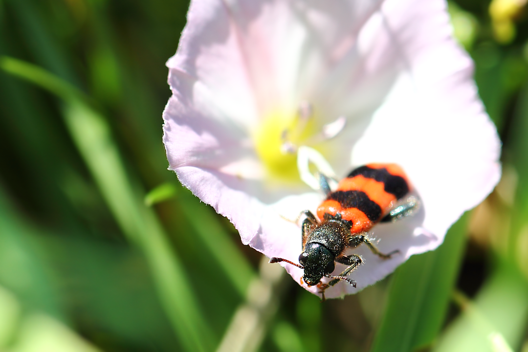 Пестряк пчелиный, пчеложук обыкновенный (Trichodes apiarius)