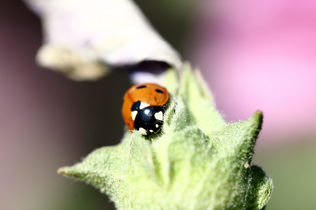 Семиточечная божья коровка (Coccinella septempunctata, Ladybug)