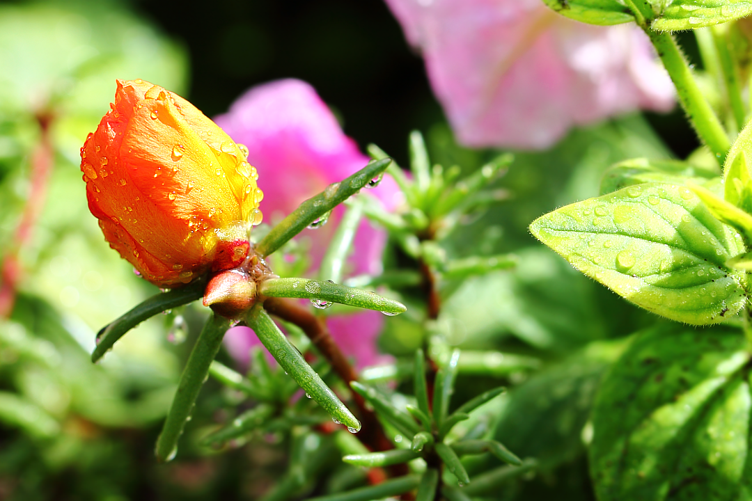 Оранжевая садовая роза (Rosa)