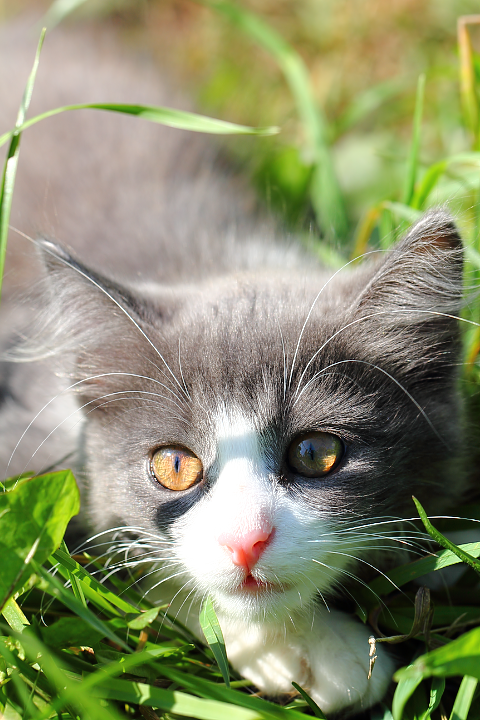 Беспородная домашняя кошка (Felis silvestris catus)
