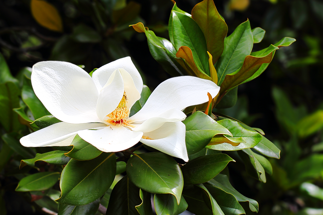 Магнолия крупноцветковая (Magnolia grandiflora)