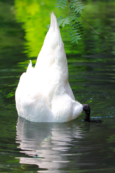 Белый лебедь-шипун (Cygnus olor)
