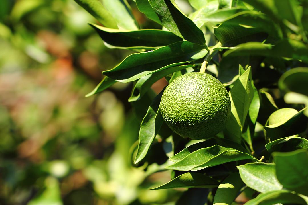Зелёный (незрелый) мандарин (Citrus reticulata)
