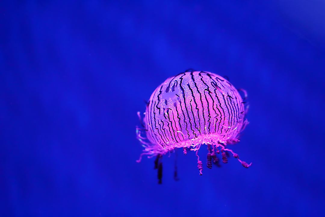 Медуза `цветочная шляпка` (Olindias formosa, Limnomedusae, Olindiasidae)