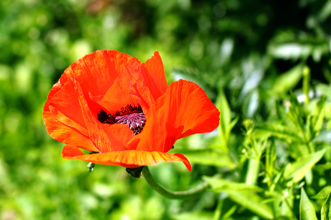 Красный цветок мака (Papaver)