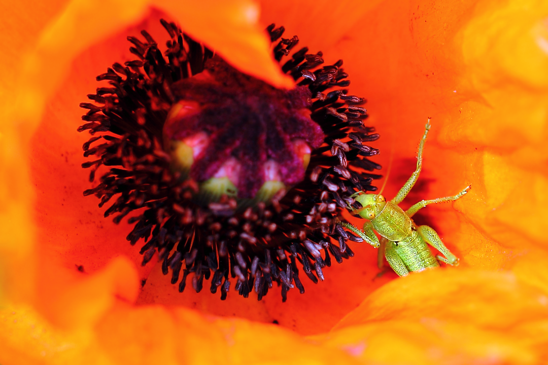 Кузнечик пластинокрыл обыкновенный (Phaneroptera falcata) в цветке мака