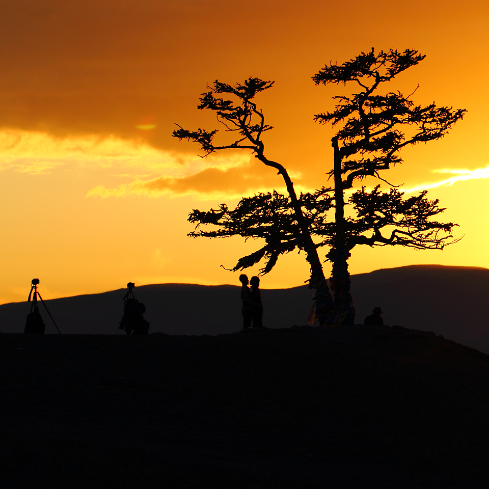 Шаманское дерево в солнечном закате (остров Ольхон, озеро Байкал)