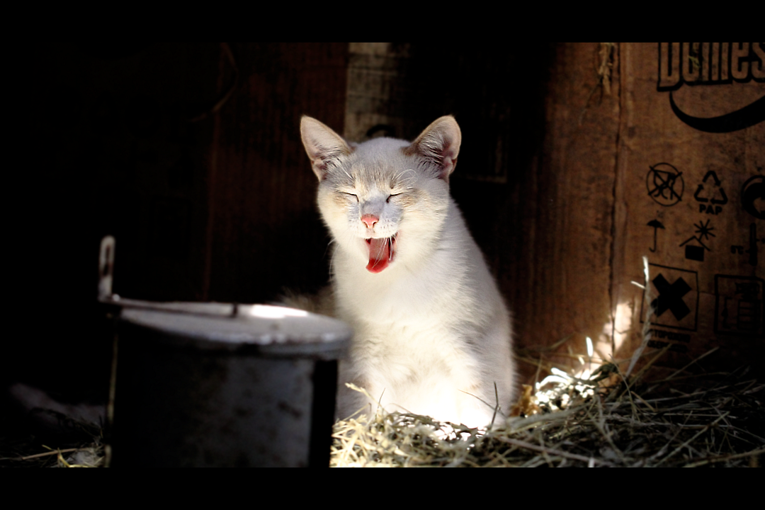Беспородный домашний кот (Felis silvestris catus)
