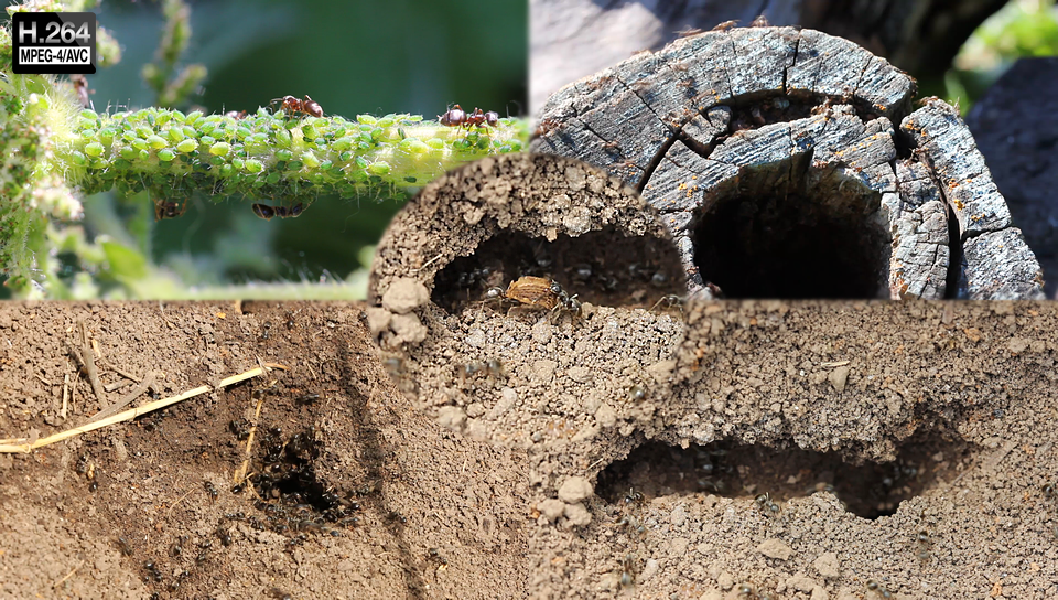Чёрные садовые муравьи (лазии, Lasius niger) и красные огненные муравьи (Solenopsis invicta)